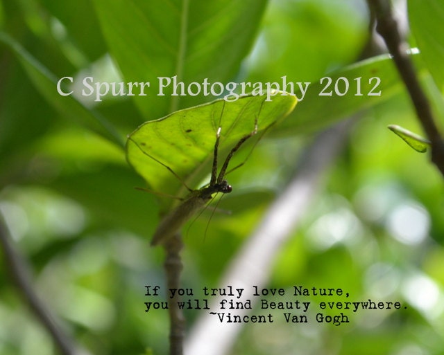 Young Praying Mantis with Quote Original 5x5 Metallic Photo