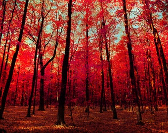 Autumn photography red autumn leaves scarlet ruby red maple leaves cranberry fall colors Canadian forest fairytale blood red leaves Montreal