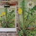 Vintage Flower Plate - Dandelion - Botanical Illustration 1968