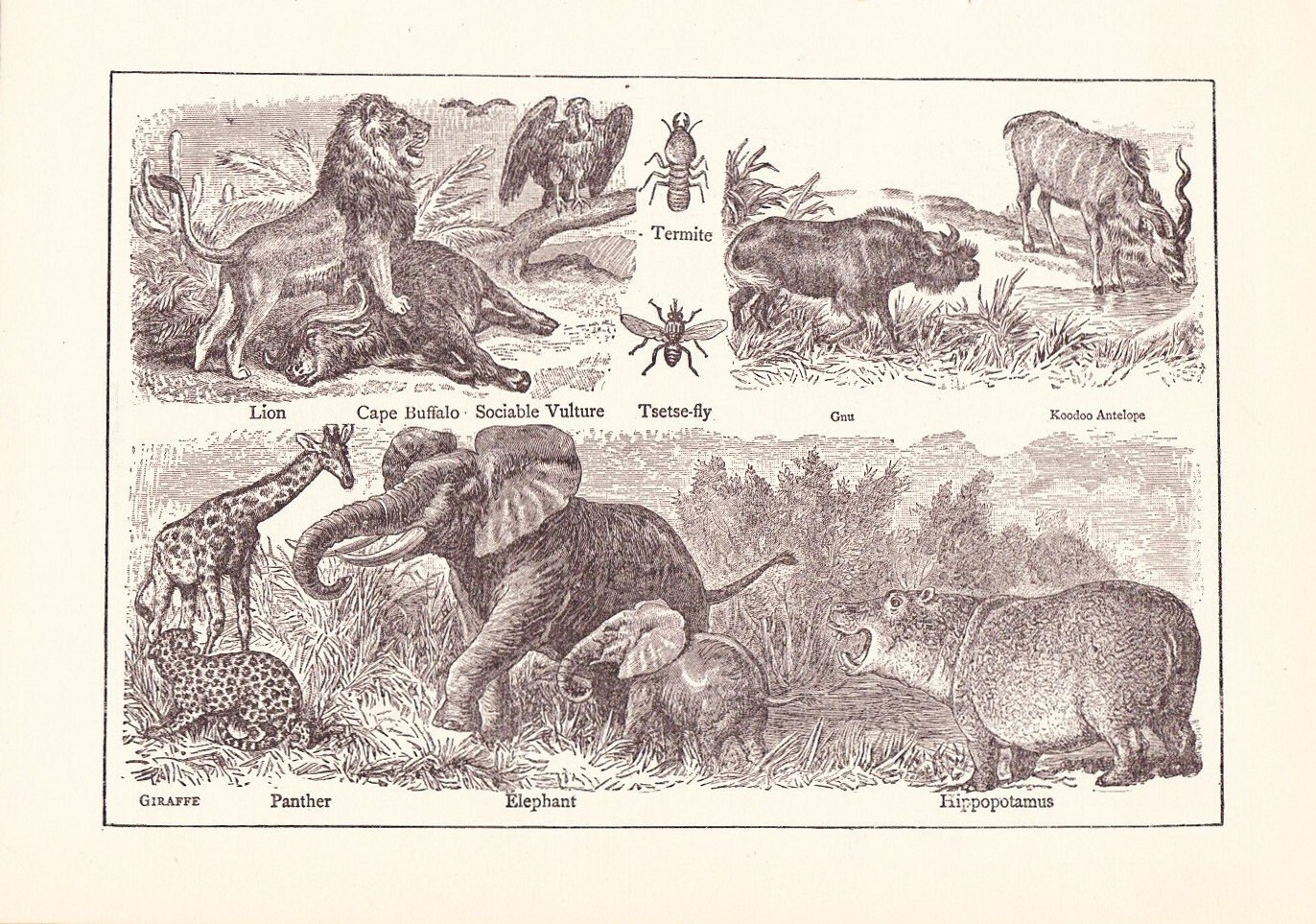 1902 Animal Print Vintage Antique Home Decor Art