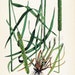 1923 Antique Chromolithograph of Fodder and Pasture Plants. Timothy Grass