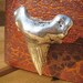 Megalodon Shark Tooth drawer knobs in Silver Metal (MK133)