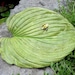 Bumble Bee Buzzing On A Hosta Leaf