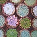 ReSeRvEd For Nathalie, A Collection Of Succulents For Your Wedding, See Convo, 90 2", 20 4", Ship November 23