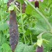 Pea, Blue Capucijner - Purple Podded Pea Seeds