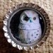 Eerie Owl bottlle cap magnet