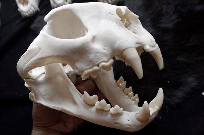 Cougar Skull Mountain Lion Grade A Real Bone Teeth