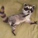 Needle felted raccoon, pose-able woodland animal