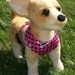 Comfort Soft Harness for Small Dog. Skull.