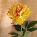 Yellow Peonies / Long Stemmed Yellow Silk Flowers