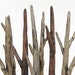 Lava Bed Driftwood Forest