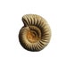 Ammonite Natural Ribbed Specimen