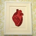 Quilled human heart, Fine art anatomical diagram, framed quilled fine art, doctor decor