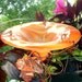 Garden BUTTERFLY FEEDER, stained glass, copper garden, ORANGE Neon, bird feeder