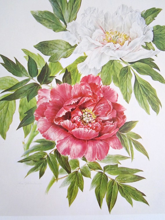 Items similar to Peony flower print vintage botanical print pink and