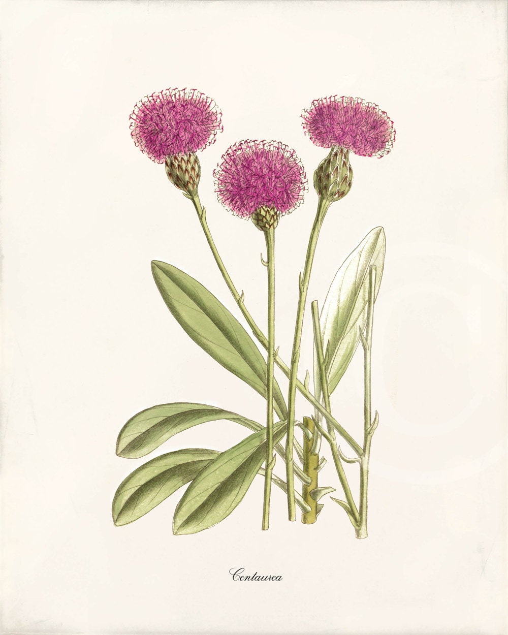 Antique botanical art print 8x10 centaurea by 1001treasures