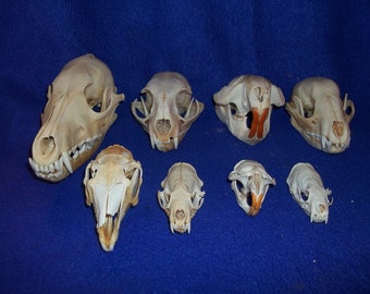 8 Real animal bone Skull parts Coon Skunk Muskrat Mink Beaver Coyote Jack Rabbit Bobcat