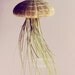 Parasol Jellyfish Air Plant // Sea Urchin Wedding Favor Decor Gift DIY shell hanging art umbrella