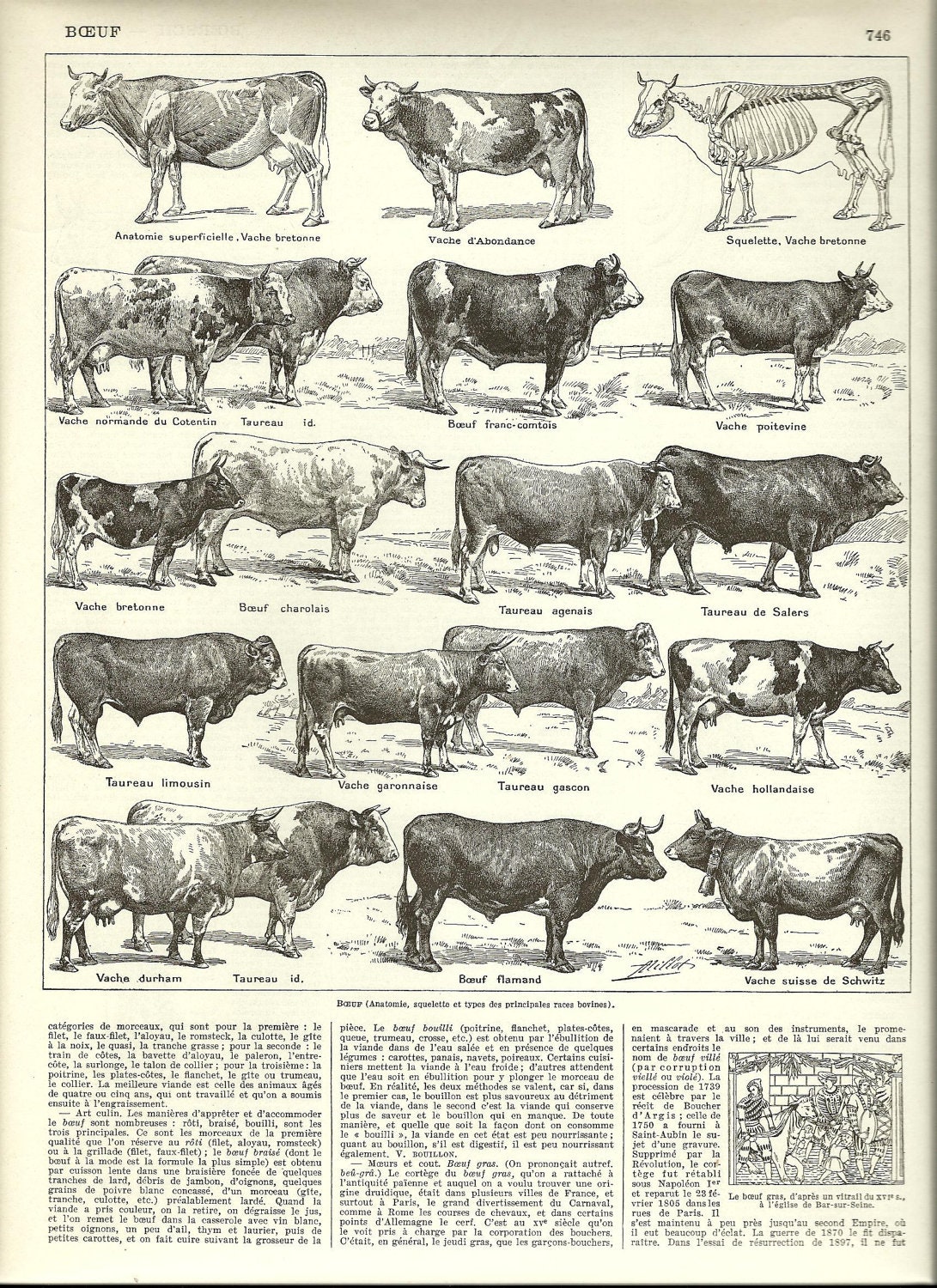 COW OX Beef STEER Vintage Dictionary Poster Print French