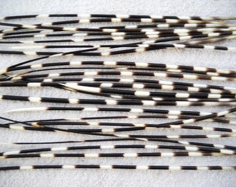 Multipack 12-14" THIN Porcupine Quills Needles for quillwork, art projects, costumes,etc