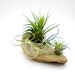 Air Plants on Driftwood: Tillandsia Table Garden