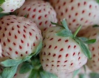 Organic 125 Seeds White Alpine Strawberry Fragaria Vesca Pineberry Fruit Rare Bulk A1201