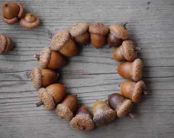 Acorn acorns Fall Decorations, Real acorns, Natural acorns Winter Wedding, Thanksgiving, Christmas Decoration, Wedding