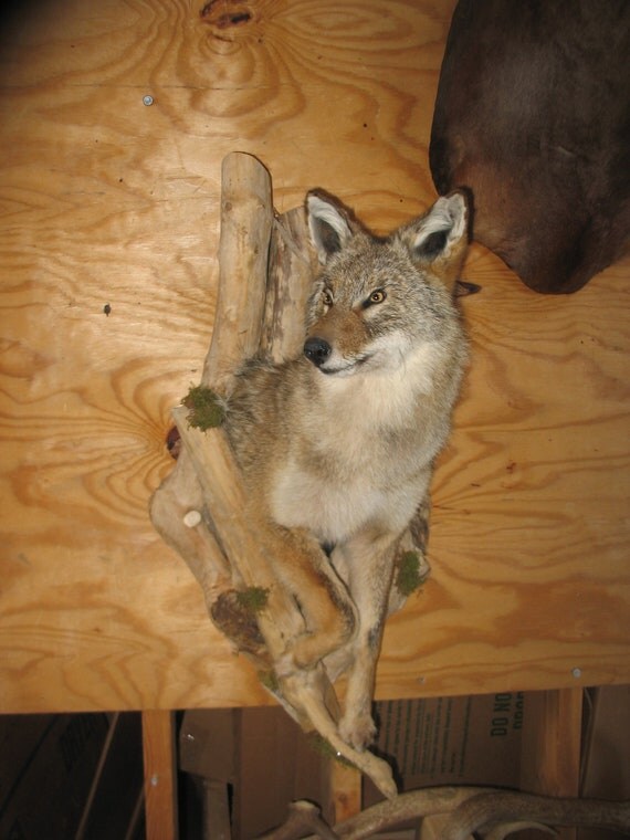 Taxidermy 1/2 coyote mount in driftwood cave New by taxidermyjim