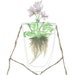 June 3, 2012 (Water Garden) - original ink and watercolor drawing
