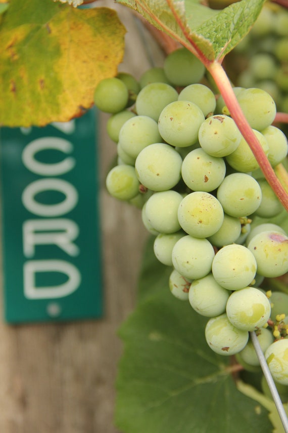 Are There Green Concord Grapes