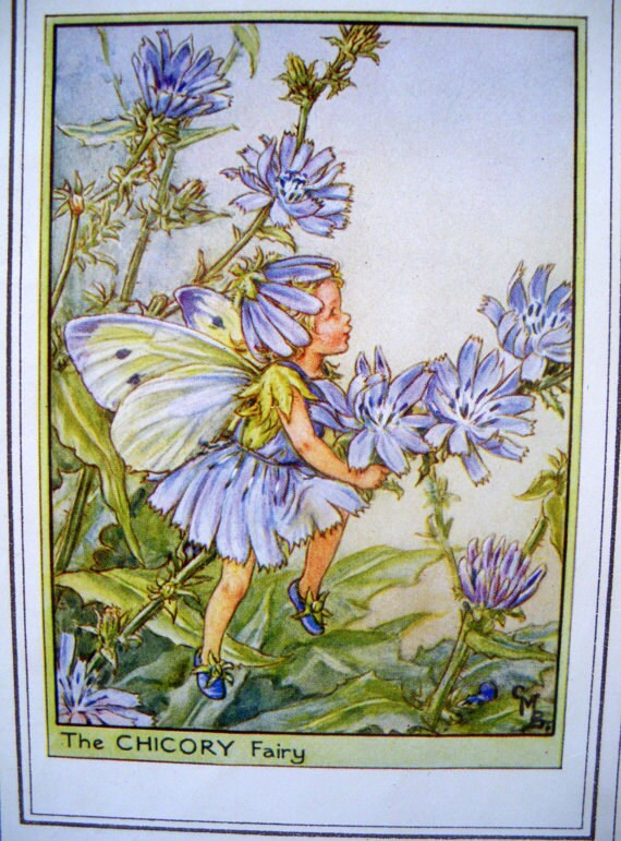 1930s Chicory Fairy Cicely Mary Barker Print Ideal For Framing