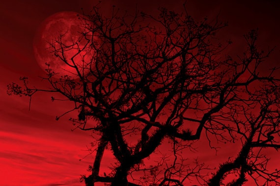 Tree photo Red sky Digital Download Red Moon Bare Branches