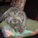 Bunny Hugger side by side bunny bed for a large to medium sized rabbit