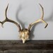 RESERVED--------Vintage Deer Skull