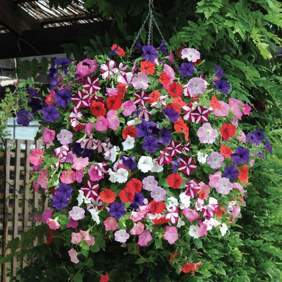 Heirloom Petunia Mix Seeds Container Gardening Great for any