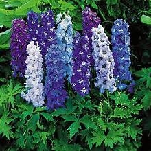 Delphinium Magic Fountains Dwarf Mix Flowers Perennial