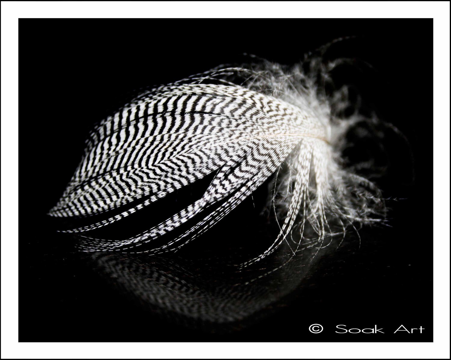 Feather Photo Black and White Fine Art Print Stripe Feather