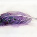 Watercolor feather painting-Original art-Violet feather in watercolor 7.5/11 inches