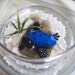 Frog Paperweight, Blue Dart Frog Paperweight, Tropical Frog Paperweight, Tropical Office Decor