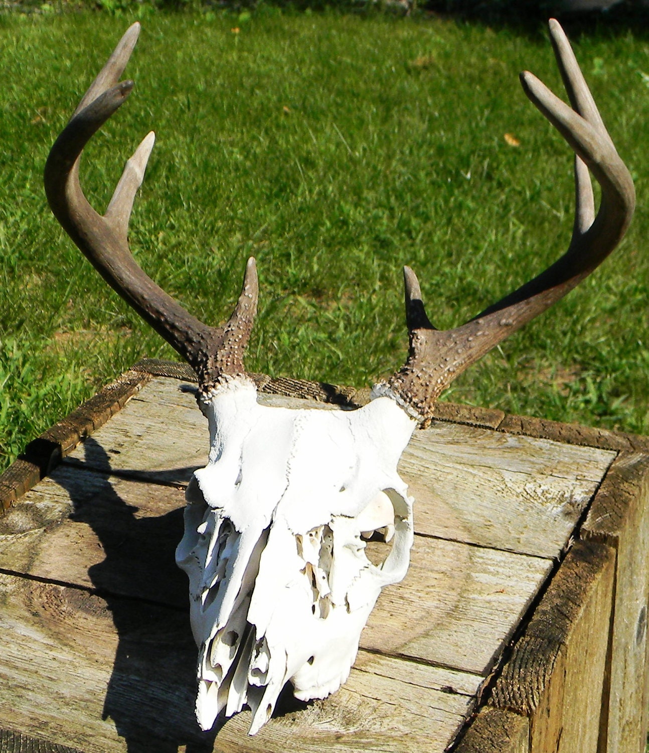 8 point whitetail deer skull for sale