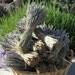 QTY 5 Dried Lavender Bundle Bunch (Each Bundle 5 OZ for total of 25 OZ)
