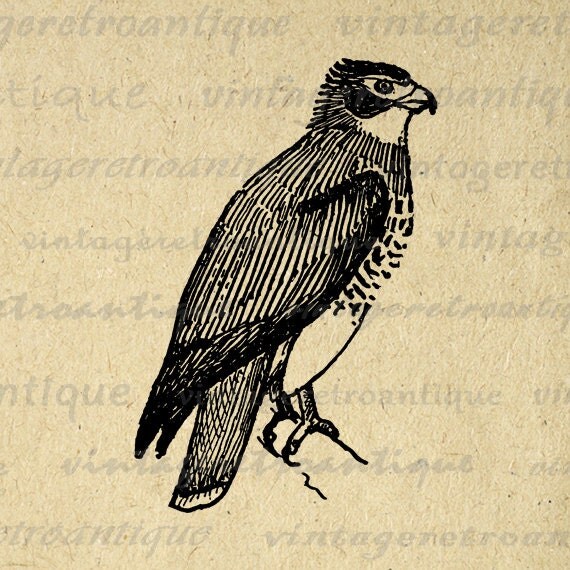 Red Tailed Hawk Image Printable Graphic by VintageRetroAntique