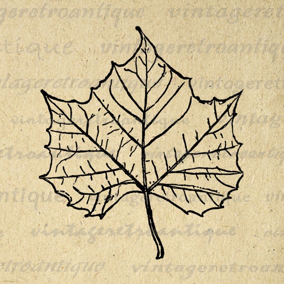 vintage leaf clip art - photo #19