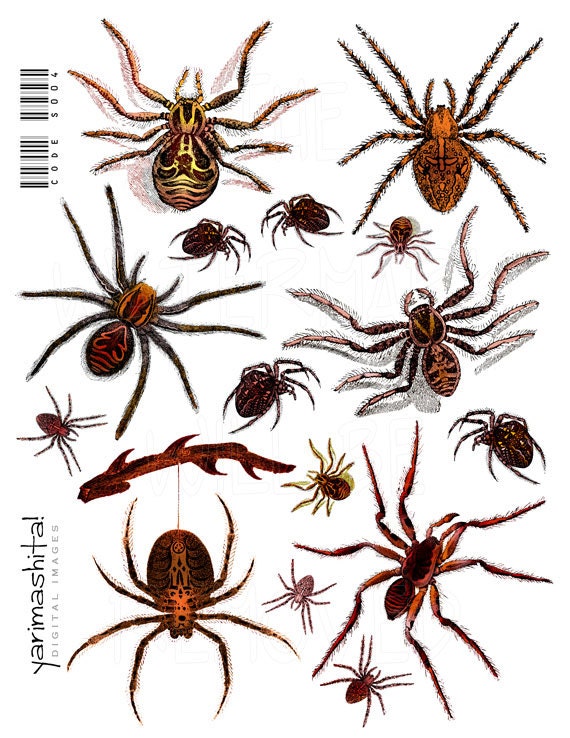 Items similar to Spider Halloween decoration Recolored images Digital ...