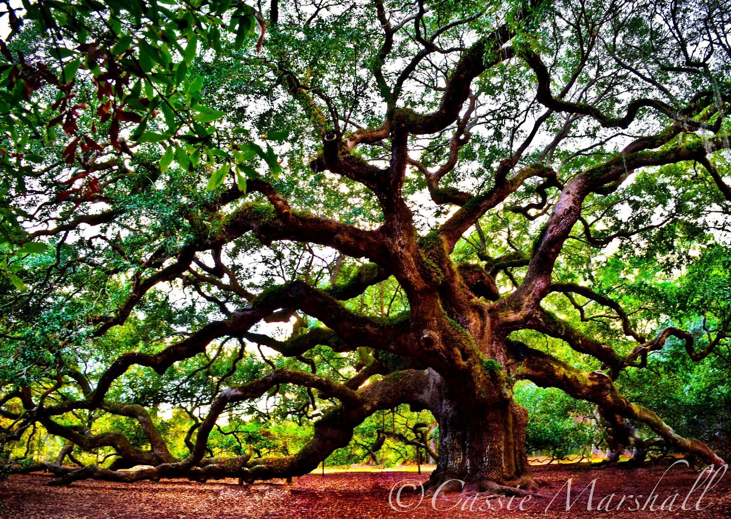 Angel Oak Print