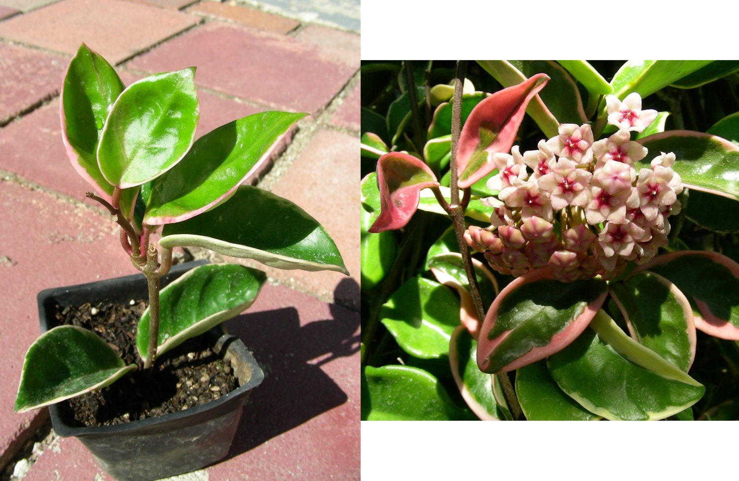 Hoya Carnosa Wax Rooted Plant P6930