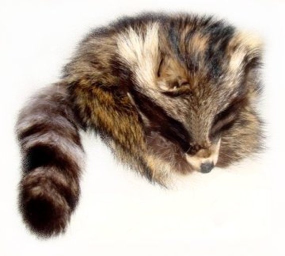 real coonskin hat
