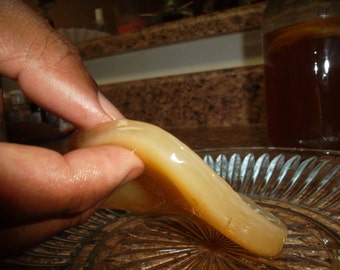 Quart Size Kombucha Scoby Mother Cultures