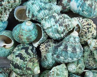Jade Green Turbo Seashells (10 pcs.) - Turbo Brunneus