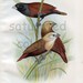 Antique Bird Print - White and Black-Headed Mannikin - 1899 Vintage Bird Print - Natural History - F W Frohawk - brown white gold black